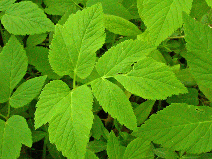 Aegopodium podagraria Photos NYFA New York Flora Atlas NYFA New