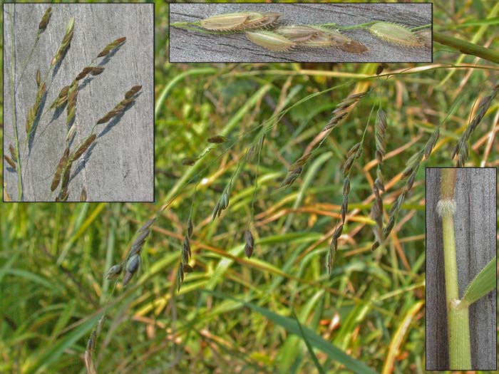 Leersia oryzoides Photos NYFA New York Flora Atlas NYFA New