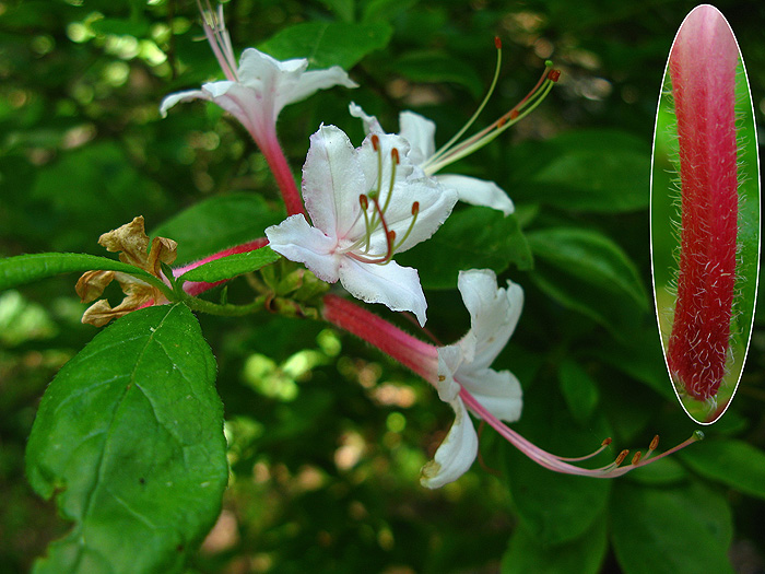 Rhododendron periclymenoides - Photos - NYFA: New York Flora Atlas - NYFA:  New York Flora Atlas