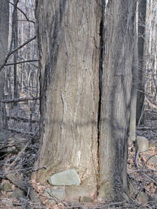 Photo by: Andrew Nelson - Rice Creek Field Sta., SUNY Oswego Photo taken: Oswego County, NY: 17 Mar 2002