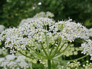 Photo by: Andrew Nelson - Rice Creek Field Sta., SUNY Oswego Photo taken: Oswego County, NY: 20 Jun 2003
