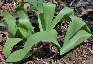 Photo by: Andrew Nelson - Rice Creek Field Sta., SUNY Oswego Photo taken: Oswego County, NY: 16 Apr 2002