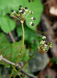 Photo by: Andrew Nelson. Photo taken: Oswego Co., NY: 6 Sep 2011