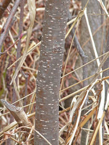 Photo by: Andrew Nelson - Rice Creek Field Sta., SUNY Oswego Photo taken: Oswego County, NY: 29 Mar 2002