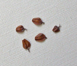 Photo by: Andrew Nelson - Rice Creek Field Sta., SUNY Oswego Photo taken: Oswego County, NY: 20 Mar 2003