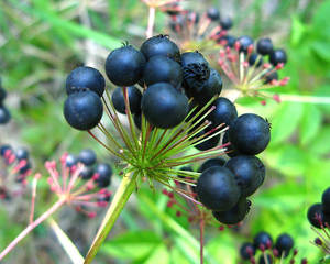 Photo by: Jacqueline Donnelly. Photo taken: Saratoga Co., NY: 2 Sep 2008
