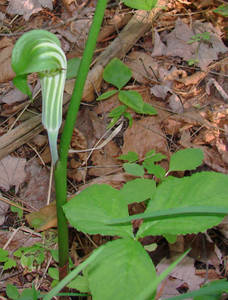 Photo by: Steven Daniel. Photo taken: Tompkins Co., NY: 8 Jun 2012