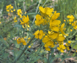 Photo by: Andrew Nelson - Rice Creek Field Sta., SUNY Oswego Photo taken: Oswego County, NY: 20 May 2002