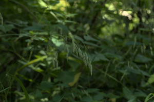 Photo by: Kyle J. Webster. Photo taken: Tompkins Co., NY: 10 August 2020