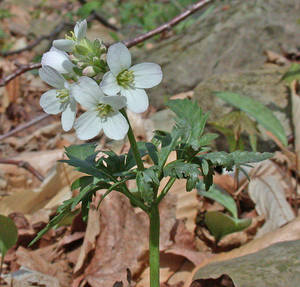 Photo by: Andrew Nelson - Rice Creek Field Sta., SUNY Oswego Photo taken: Oswego County, NY: 18 Apr 2002
