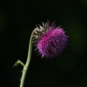 Photo by: Kyle J. Webster. Photo taken: Ontario County, NY: 03 June 2022
