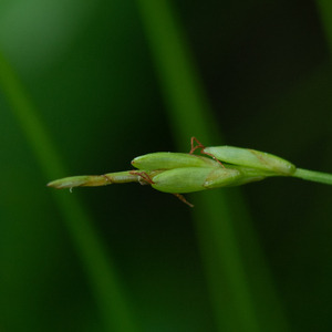 Photo by: Kyle J. Webster. Photo taken: Ontario County, NY: 01 June 2021