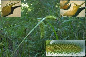 Photo by: Andrew Nelson - Rice Creek Field Sta., SUNY Oswego Photo taken: Oswego County, NY: 17 Aug 2007