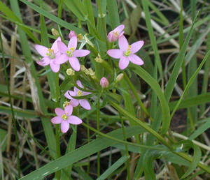 Photo by: Andrew Nelson - Rice Creek Field Sta., SUNY Oswego Photo taken: Oswego County, NY: 25 Jul 2002