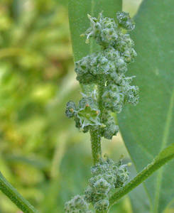 Photo by: Andrew Nelson - Rice Creek Field Sta., SUNY Oswego Photo taken: Oswego County, NY: 04 Aug 2003