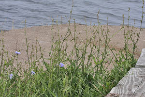 Photo by: Andrew Nelson - Rice Creek Field Sta., SUNY Oswego Photo taken: Oswego County, NY: 23 Jul 2009