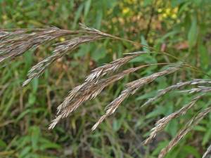 Photo by: Andrew Nelson - Rice Creek Field Sta., SUNY Oswego Photo taken: Oswego County, NY: 01 Oct 2002