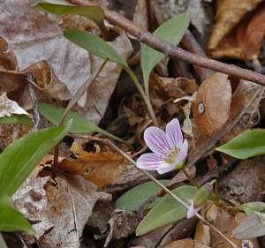 Photo by: Andrew Nelson - Rice Creek Field Sta., SUNY Oswego Photo taken: Oswego County, NY: 18 Apr 2009