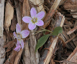 Photo by: Andrew Nelson. Photo taken: Oswego Co., NY: 25 Apr 2011