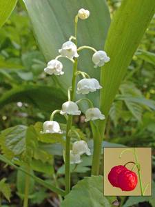 Photo by: Andrew Nelson - Rice Creek Field Sta., SUNY Oswego Photo taken: Oswego County, NY: 20 May 2002