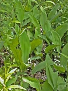 Photo by: Andrew Nelson - Rice Creek Field Sta., SUNY Oswego Photo taken: Oswego County, NY: 20 May 2002