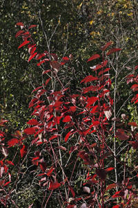 Photo by: Andrew Nelson - Rice Creek Field Sta., SUNY Oswego Photo taken: Oswego County, NY: 30 Oct 2008
