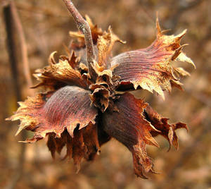 Photo by: Jacqueline Donnelly. Photo taken: Saratoga Co., NY: 30 Oct 2009