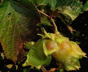Photo by: Steven Daniel. Photo taken: Ontario Co., NY: 22 Sep 2004