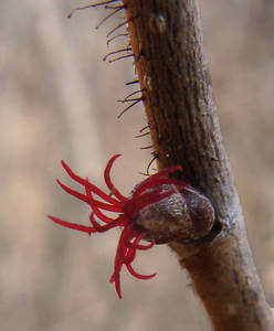 Photo by: Steven Daniel. Photo taken: Ontario Co., NY: 2 Apr 2009