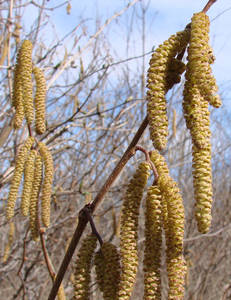 Photo by: Steven Daniel. Photo taken: Ontario Co., NY: 2 Apr 2009