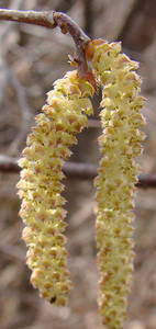 Photo by: Steven Daniel. Photo taken: Ontario Co., NY: 2 Apr 2009