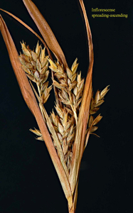 Photo by: Kyle J. Webster. Cyperus schweinitzii inflorescense. Monroe Co.