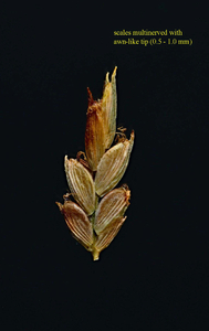 Photo by: Kyle J. Webster. Cyperus schweinitzii spikelet. Monroe Co.