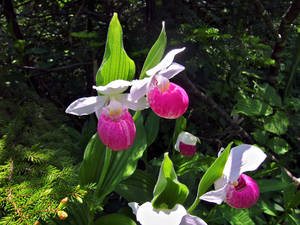 Photo by: Jacqueline Donnelly. Photo taken: Herkimer Co., NY: 15 Jun 2011