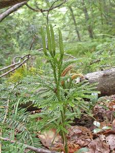 Photo by: Andrew Nelson - Rice Creek Field Sta., SUNY Oswego Photo taken: Oswego County, NY: 23 Jun 1995