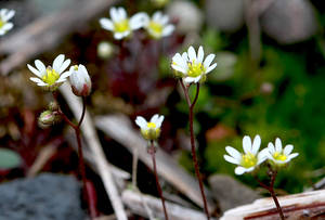 Photo by: Andrew Nelson. Photo taken: Oswego Co., NY: 11 Apr 2011