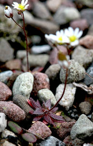 Photo by: Andrew Nelson. Photo taken: Oswego Co., NY: 11 Apr 2011