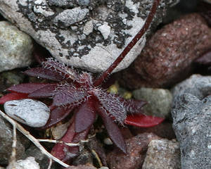 Photo by: Andrew Nelson. Photo taken: Oswego Co., NY: 11 Apr 2011