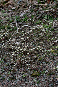 Photo by: Andrew Nelson. Photo taken: Oswego Co., NY: 11 Apr 2011