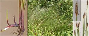 Photo by: Andrew Nelson - Rice Creek Field Sta., SUNY Oswego Photo taken: Oswego County, NY: 15 Jul 2005