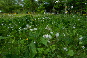Photo by: Kyle J. Webster. Photo taken: Ontario County, NY: 01 June 2021