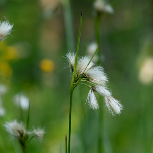 Photo by: Kyle J. Webster. Photo taken: Ontario County, NY: 01 June 2021