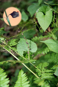 Photo by: Andrew Nelson. Photo taken: Oswego Co., NY: 6 Sep 2011