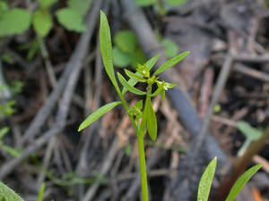 Photo by: Andrew Nelson - Rice Creek Field Sta., SUNY Oswego Photo taken: Oswego County, NY: 21 May 2002