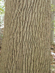 Photo by: Andrew Nelson - Rice Creek Field Sta., SUNY Oswego Photo taken: Oswego County, NY: 20 Aug 2002