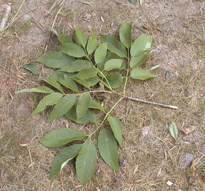 Photo by: Andrew Nelson - Rice Creek Field Sta., SUNY Oswego Photo taken: Oswego County, NY: 20 Aug 2002