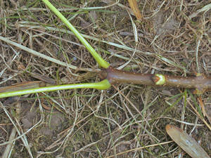 Photo by: Andrew Nelson - Rice Creek Field Sta., SUNY Oswego Photo taken: Oswego County, NY: 20 Aug 2002