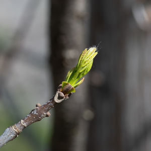 Photo by: Kyle J. Webster. Photo taken: Tompkins County, NY: 07 May 2021