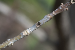 Photo by: Kyle J. Webster. Photo taken: Tompkins County, NY: 07 May 2021