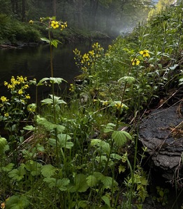 Photo by: Brandon A Cohen. Photo taken: Ulster County, NY: 4 June 2021